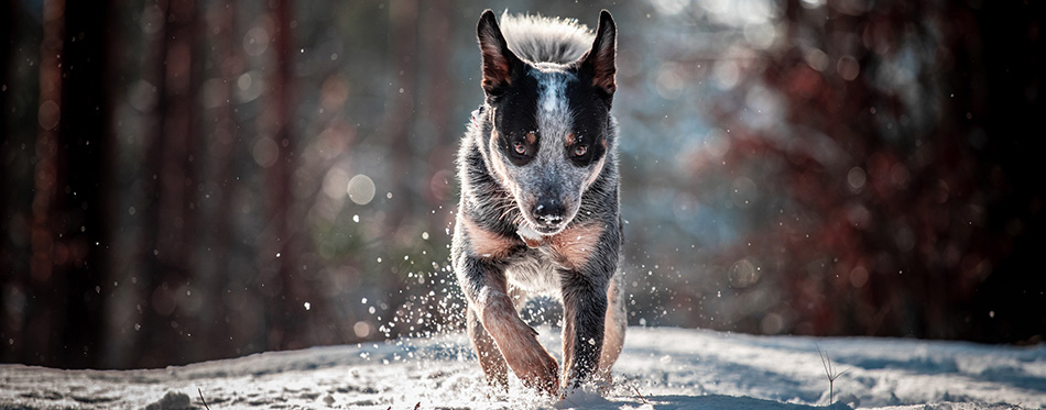 Running australian cattle dog, on free walk in forest on snow