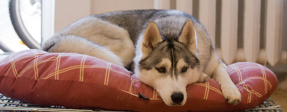 Sad Husky