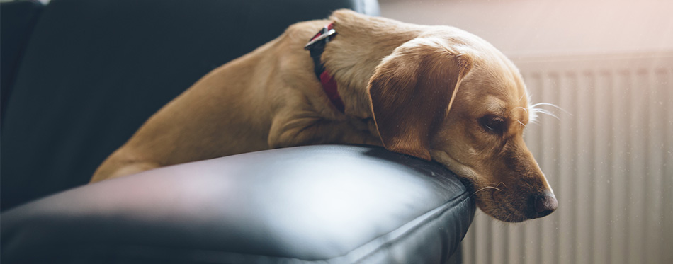 Sad dog on sofa