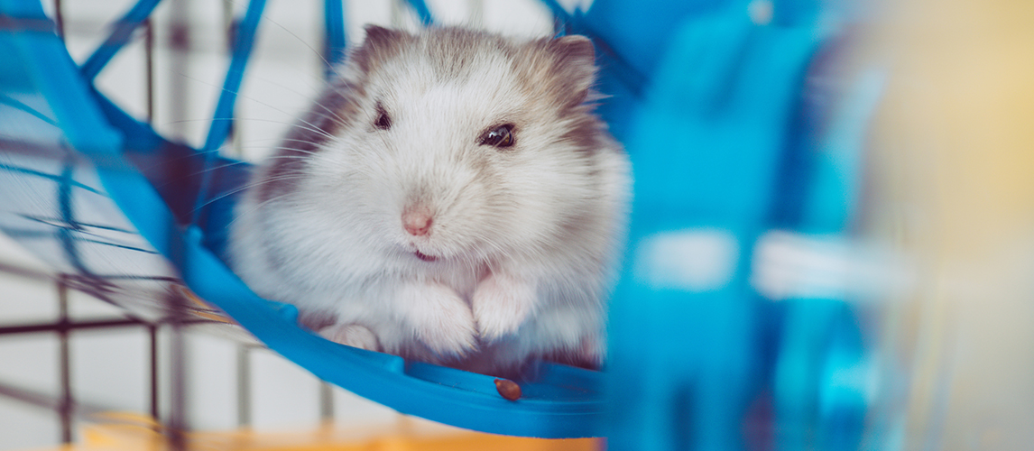 Selective focus of cute furry hamster sitting in blue plastic wheel