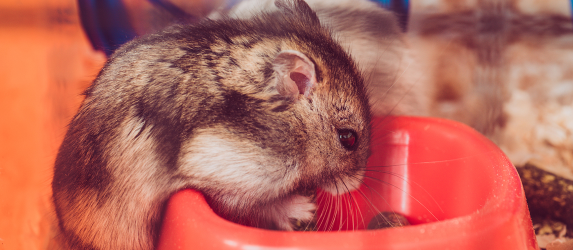 Selective focus of cute hamster eating from orange plastic bowl 