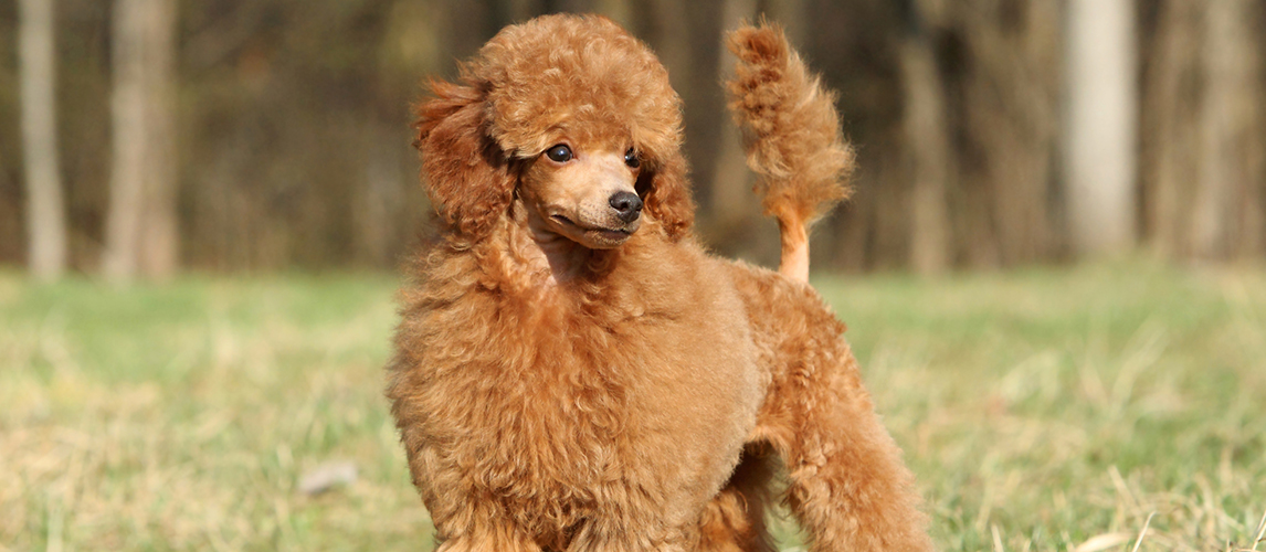 poodle herding