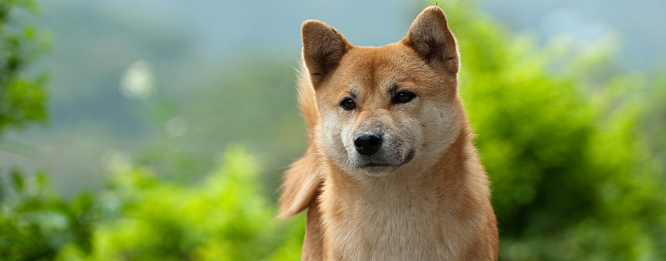 Shiba Inu: Breed Facts & Temperament