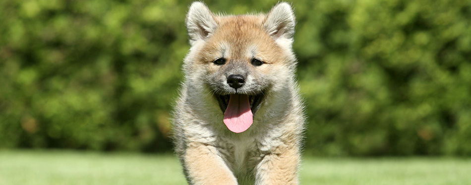 Shiba inu puppy running 