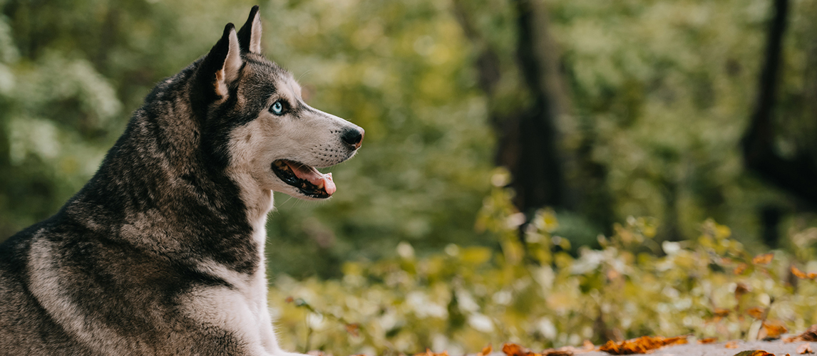 Siberian husky dog in autumn park