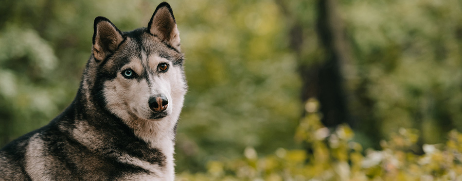 Siberian husky dog lying in autumn park