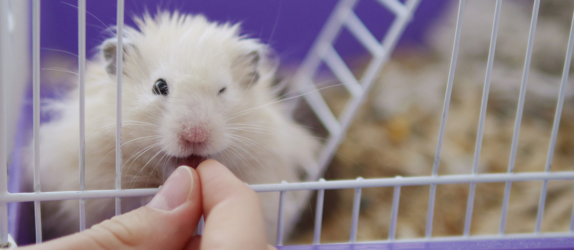 Small hamster eating food from hands of owner