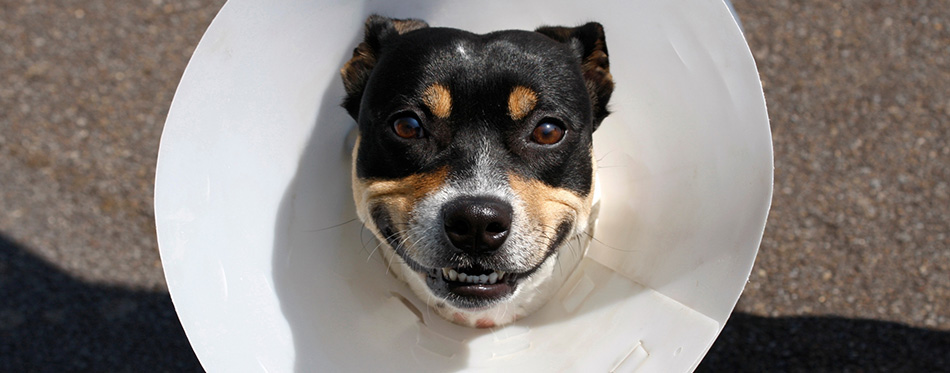 Smiling dog wearing a cone