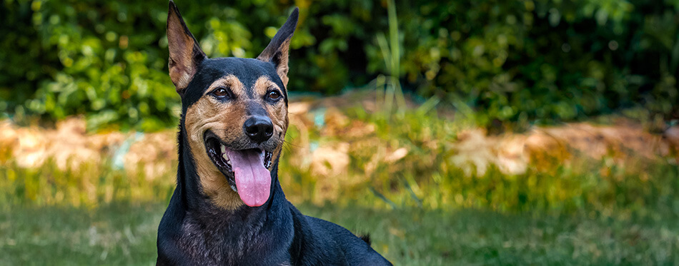 Stray mongrel rescued thai dog resting in garden