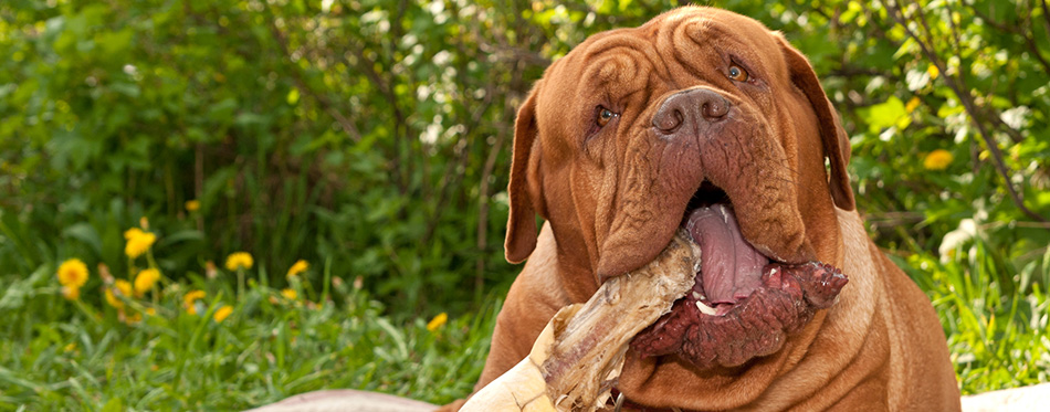 Huge Dogue Bordeaux dog is chewing on her rawhide treat in the grass field