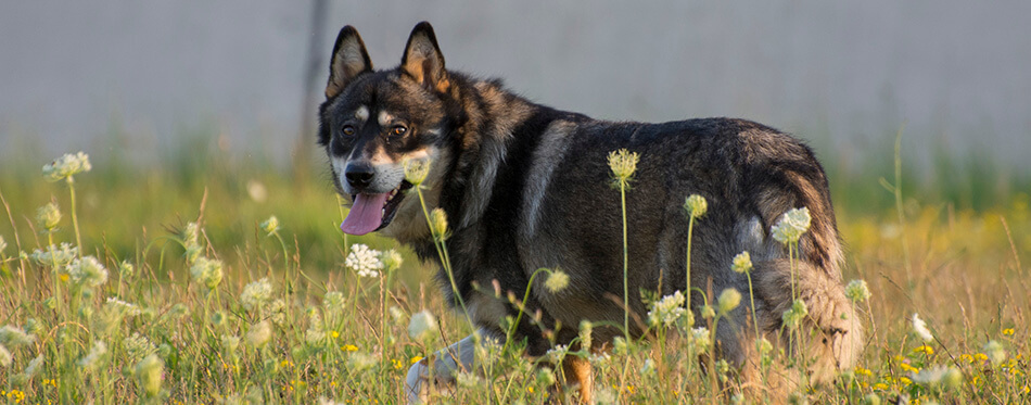 Sunset outdoor time with the dogs , gerberian shepskys