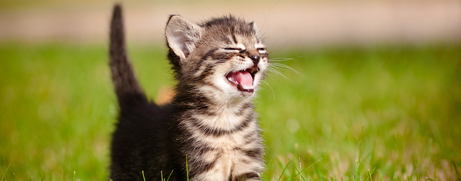 Tabby kitten outdoors meowing