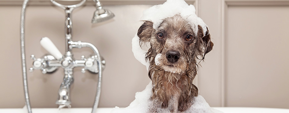 Terrier dog taking bubble bath