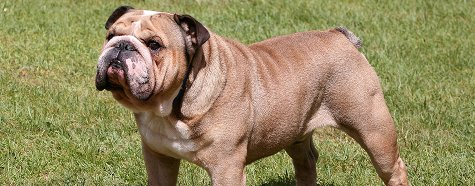 The English Bulldog on the green grass