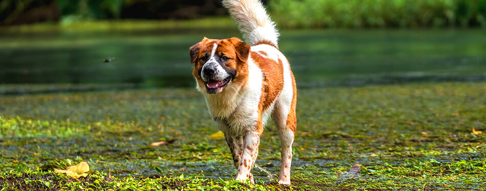 The Mixed breed dog in brown with white color standing over the lake in the deep forest, animal and nature concept