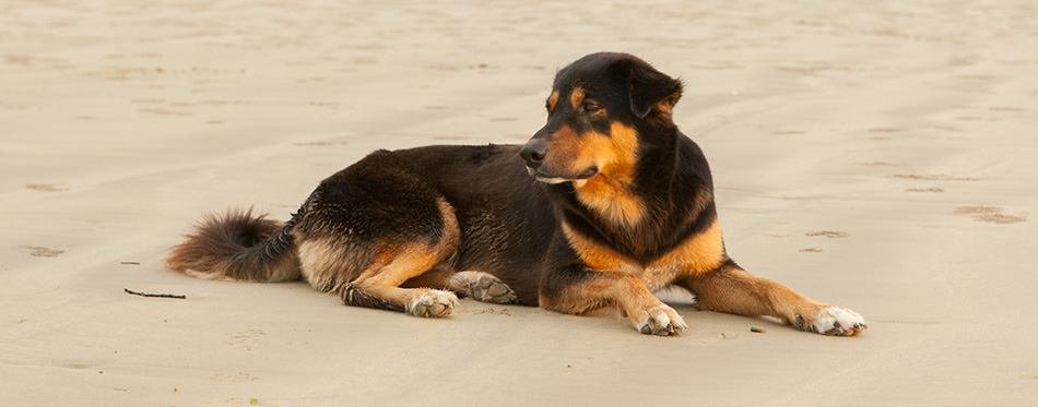 The Rottweiler Border Collie Mix