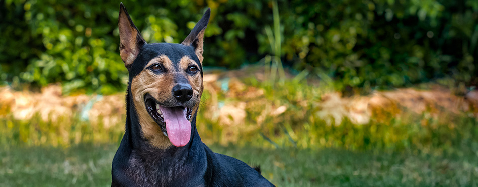 The Rottweiler German Shepherd Mix