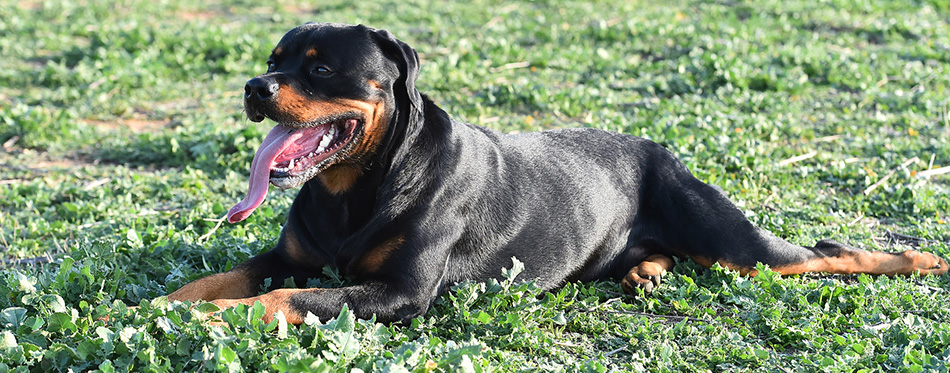 The Rottweiler Labrador Retriever Mix