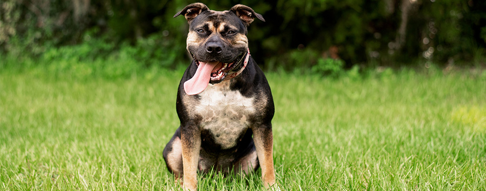 The Rottweiler Pitbull Mix