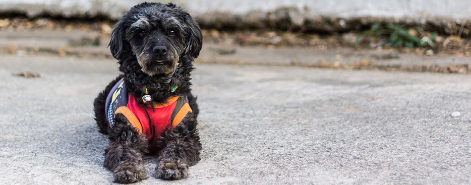 The Rottweiler Poodle Mix