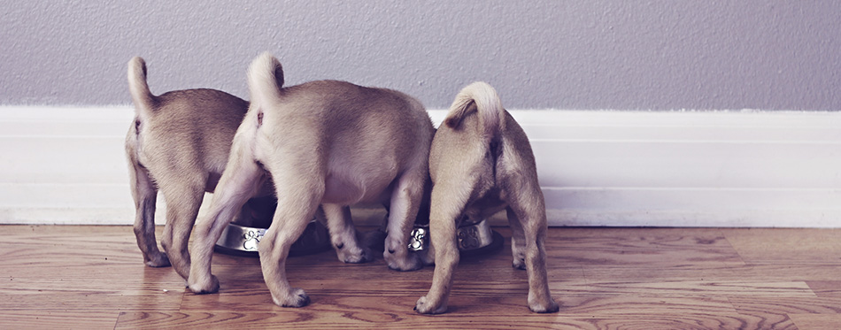 Three pug butts