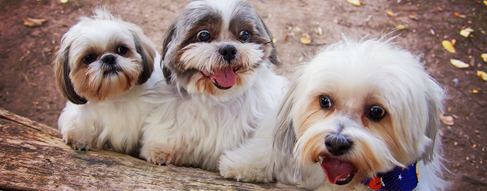 Three white mixed breed dogs 