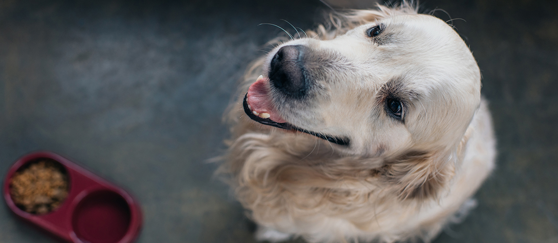 Top view of adorable golden retriever near bowl with pet food