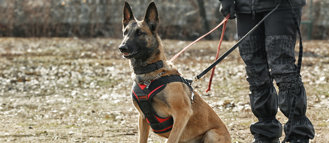 Training of working dog 