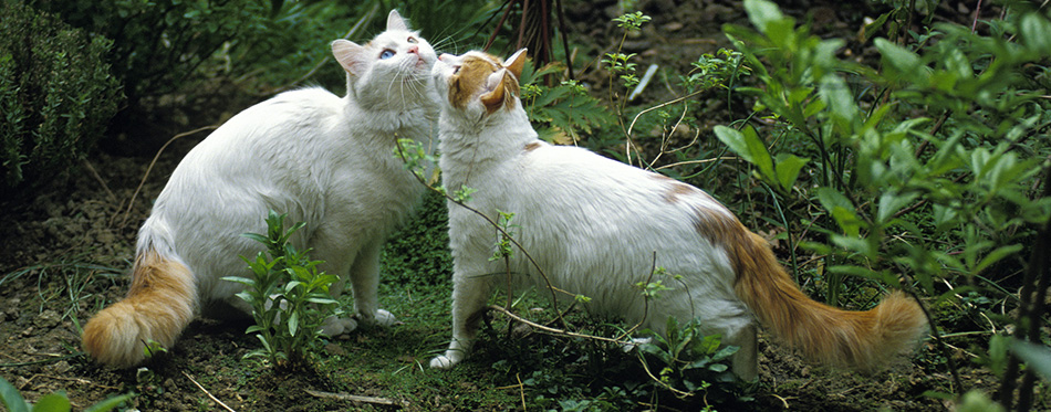 Turkish Van Domestic Cat