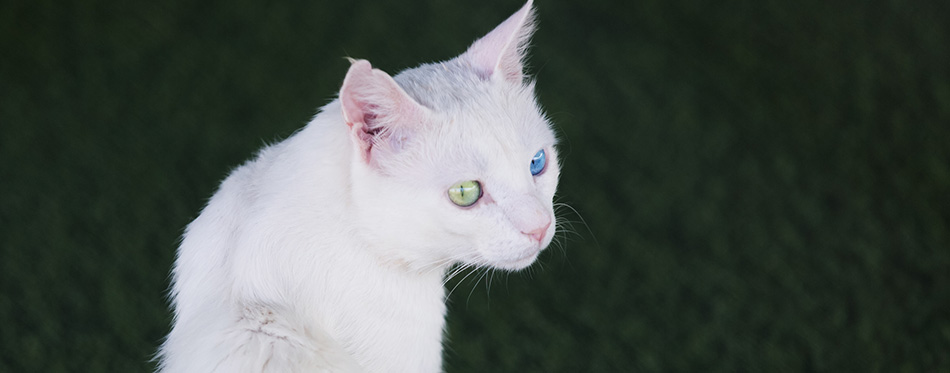 Turkish Van cat. Close-up portrait of a pet.