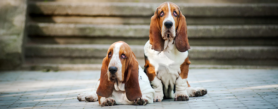 Two Basset hound