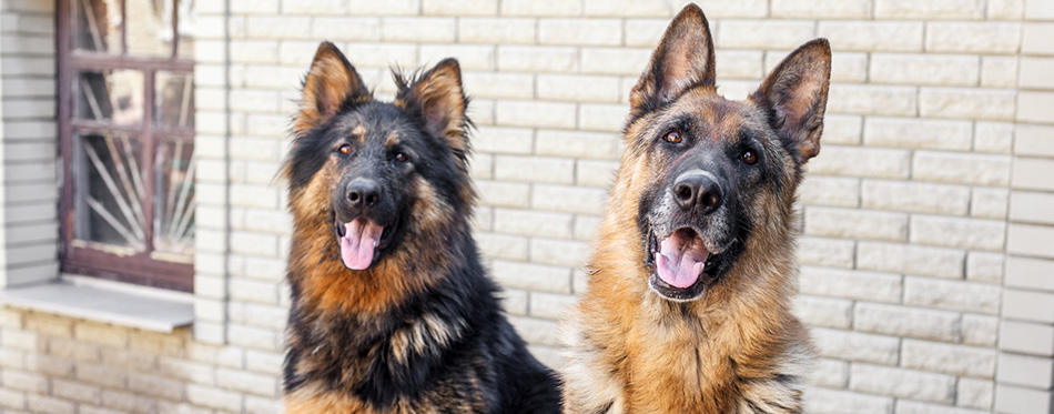 Two German Shepherd dog,