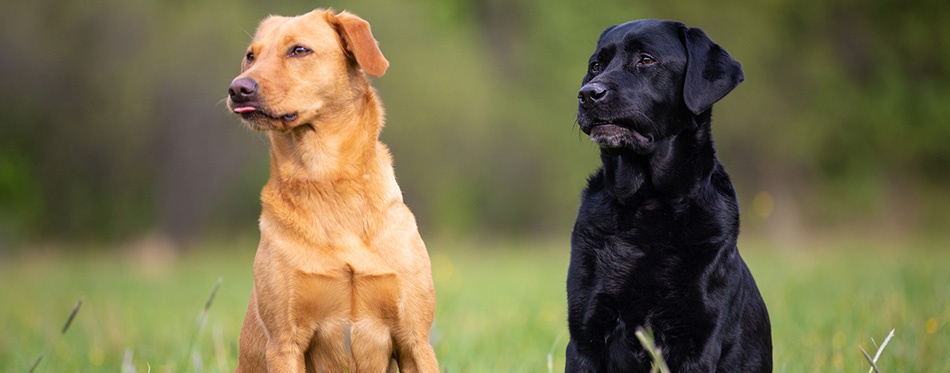 Two Labrador Retriever dogs, yellow and black