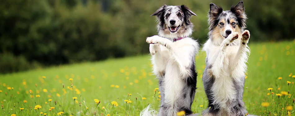 Two border collie dogs doing trick