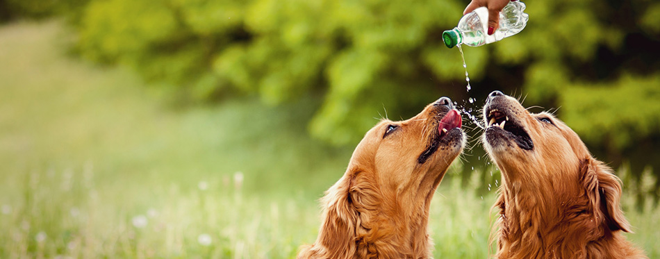 Two dogs drink water