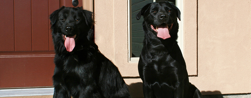 Two dogs sitting on porch