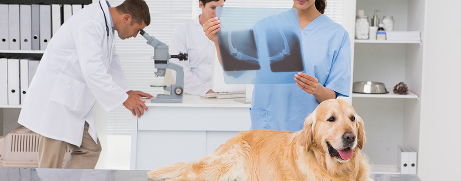 Veterinarian coworker examining dogs x-ray