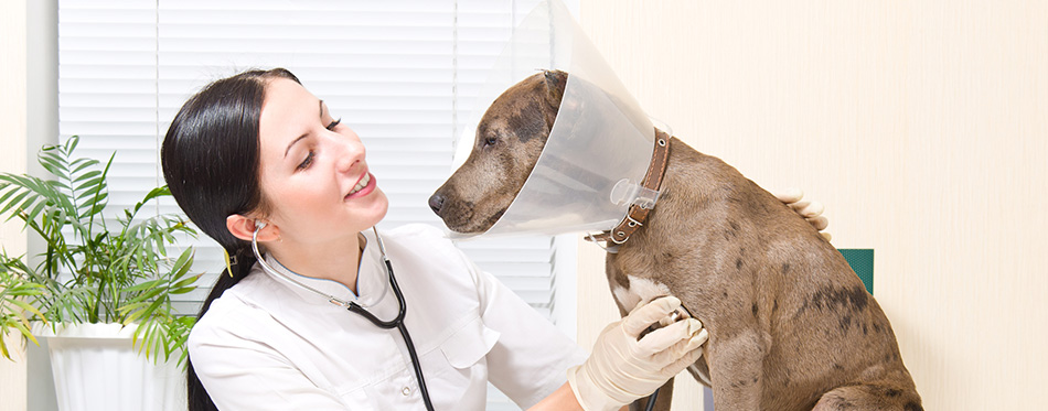 Veterinarian listens stethoscope pitbull puppy 
