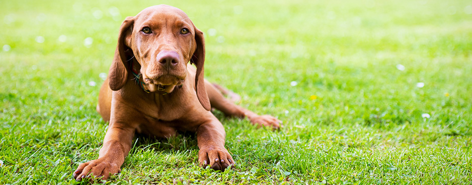 Vizsla puppy