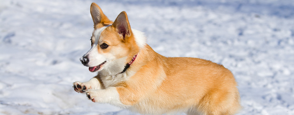 Welsh Corgi Pembroke