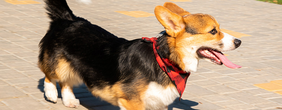 Welsh corgi. Orange dogs. Royal shepherd dog breed