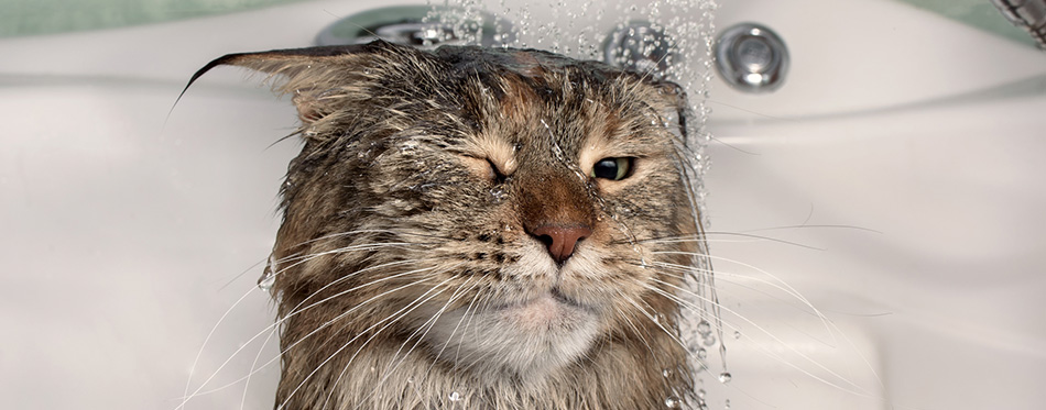 Wet cat in the bath. Funny cat. Maine Coon
