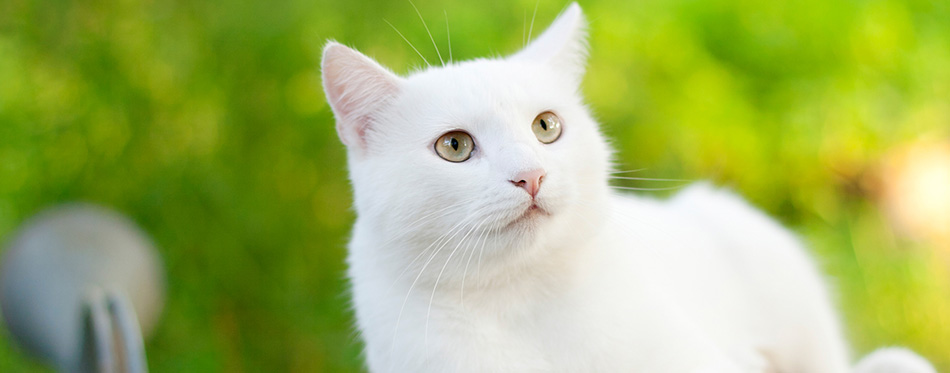 White cat in the garden