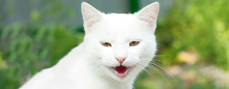 White cat yawning