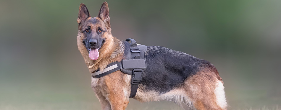 Wolf dog (German shepherd) portrait.