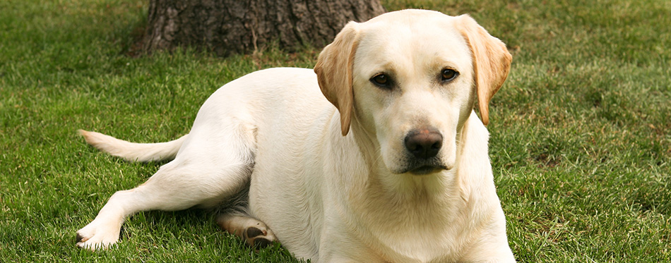 Yellow labrador retriever 