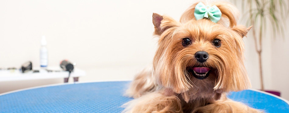 Yorkshire terrier dog in pet salon