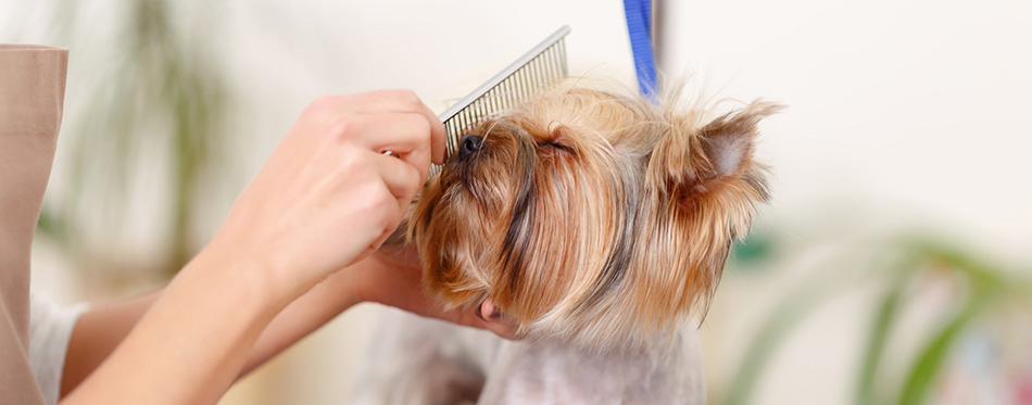Yorkshire terrier enjoys the process of brushing.