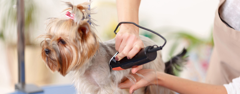 Yorkshire terrier is being trimmed