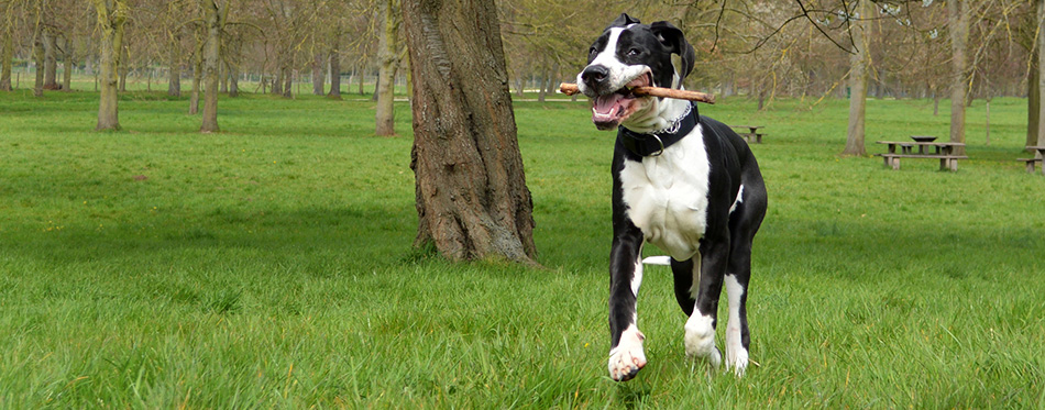 Young great dane or German mastiff 